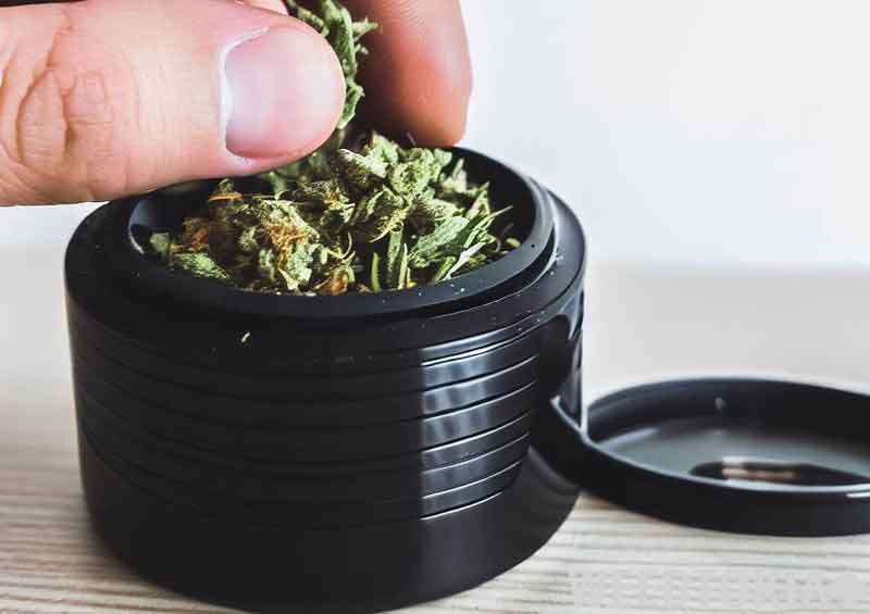Hand placing cannabis in a grinder