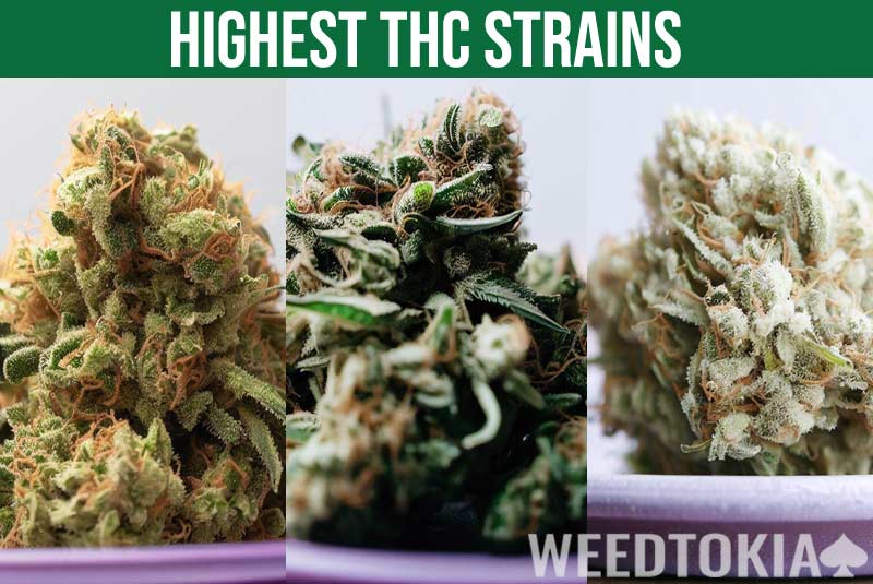 Highest THC strains guide featured image