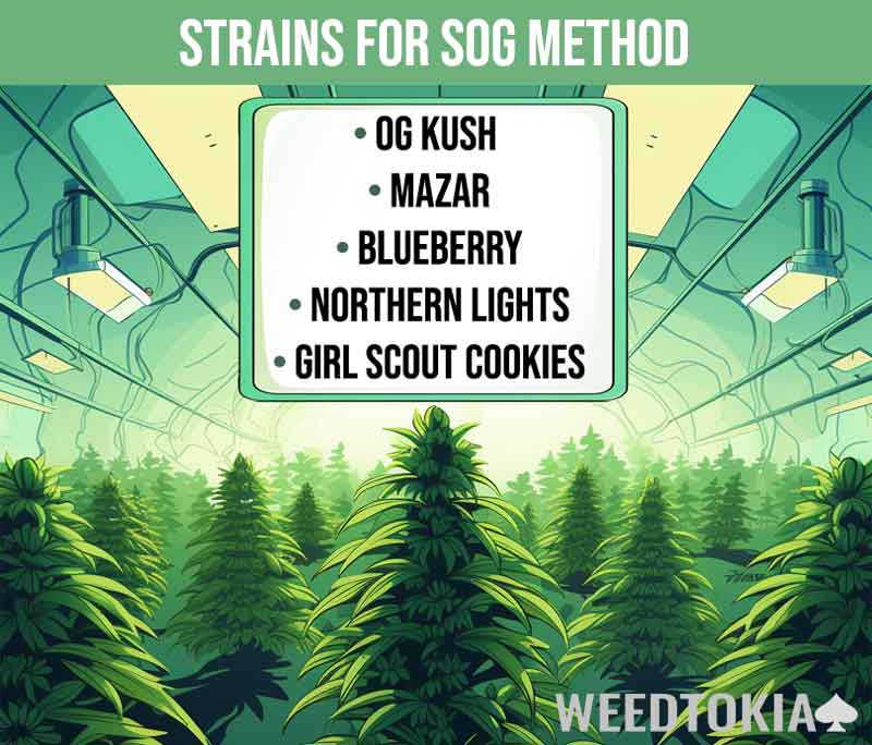 Infographic on the top strains for the Sea of Green method