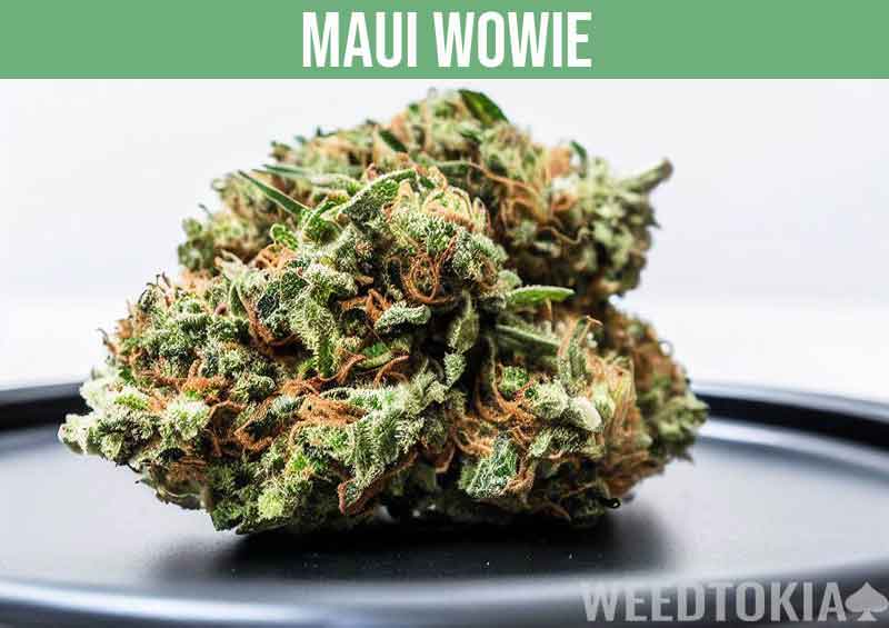 Maui Wowie euphoric weed strain on back plate