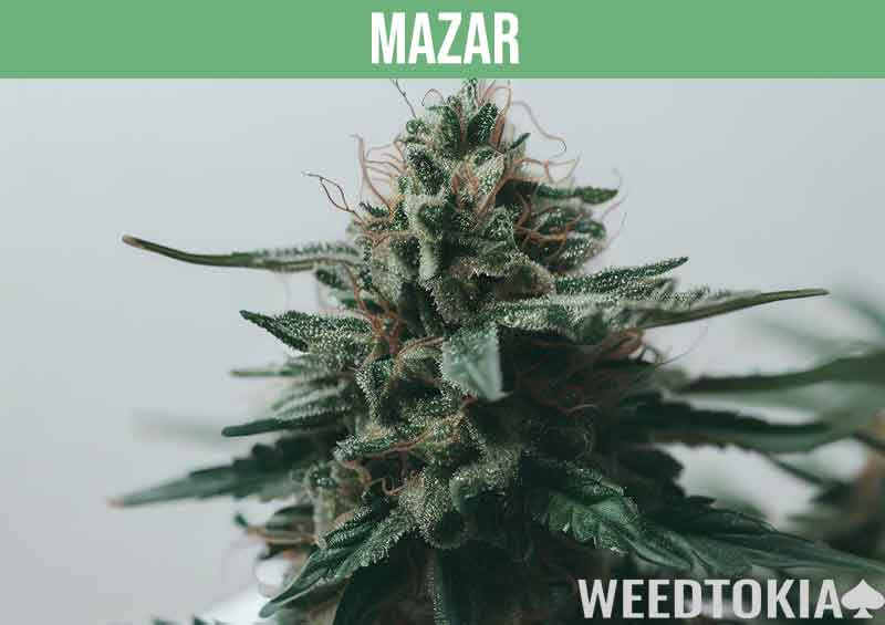 Mazar Indica strain growing in a bucket