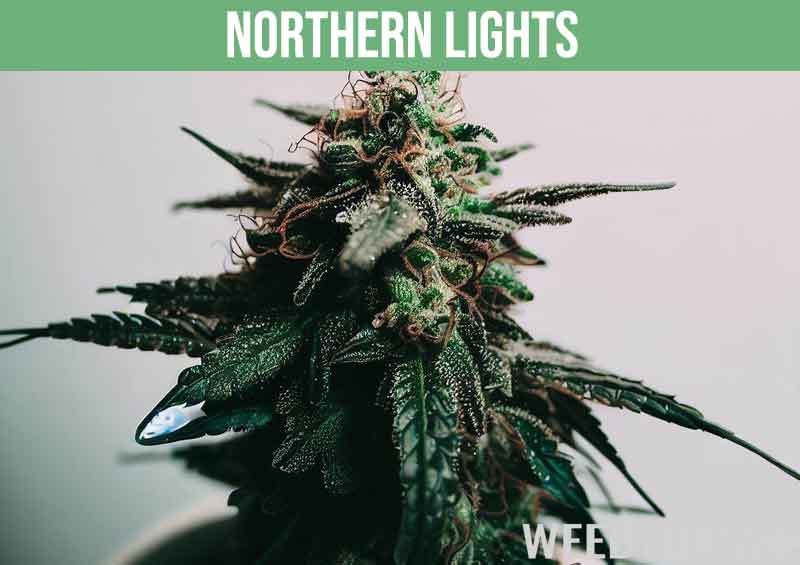 Northern Lights cannabis plant