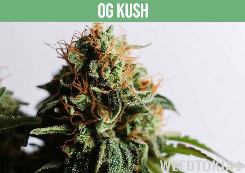 OG Kush plant growing in a white bucket