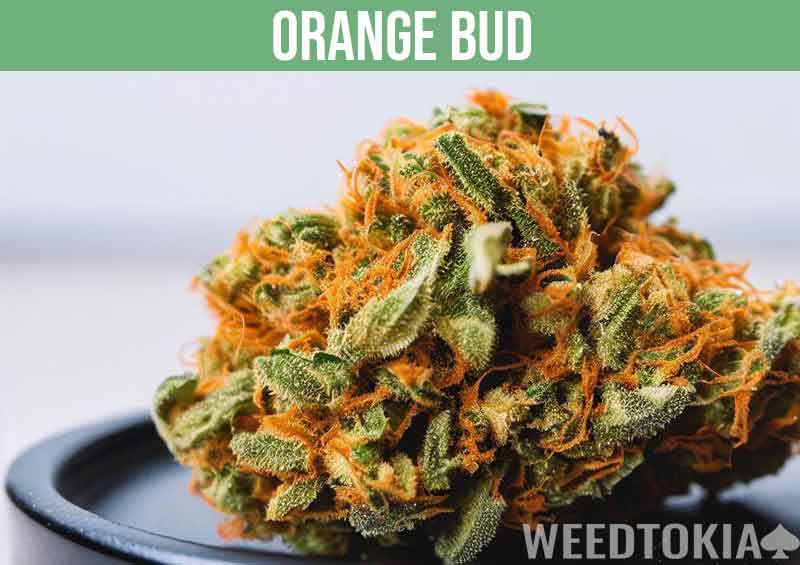 Orange Bud on black plate