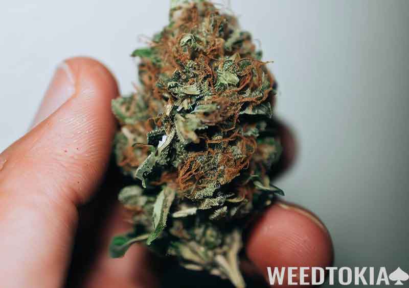 Photograph of a hand holding mid-grade weed