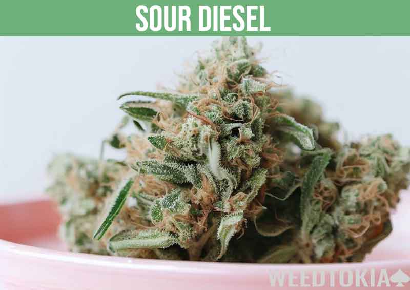 Sour Diesel marijuana strain