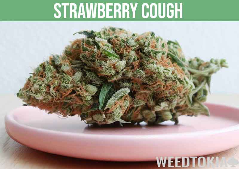Strawberry cough cannabis strain