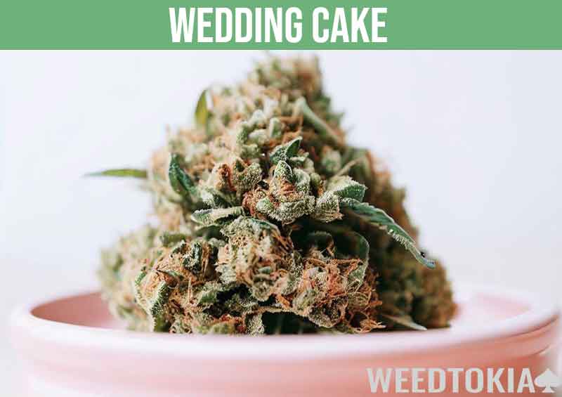 Wedding Cake marijuana strain