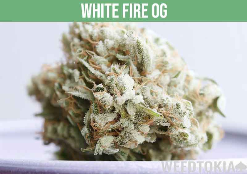 White Fire OG, a potent strain with white spots