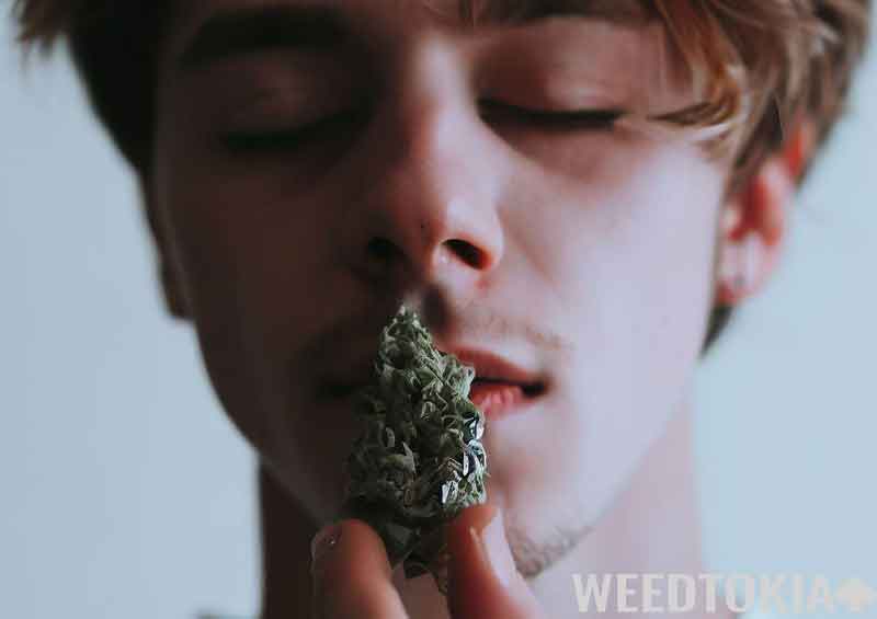 Young guy smelling potent marijuana