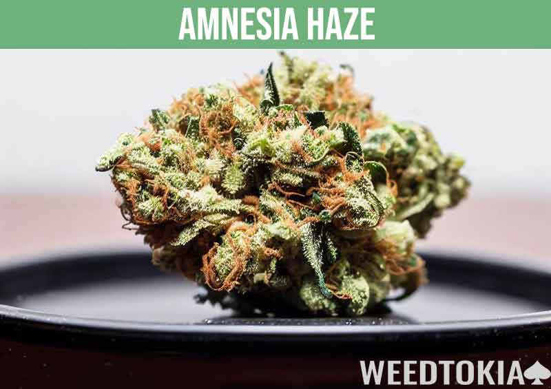 Amnesia Haze strain bud upclose