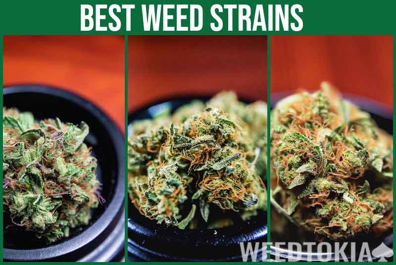Best weed strains side by side