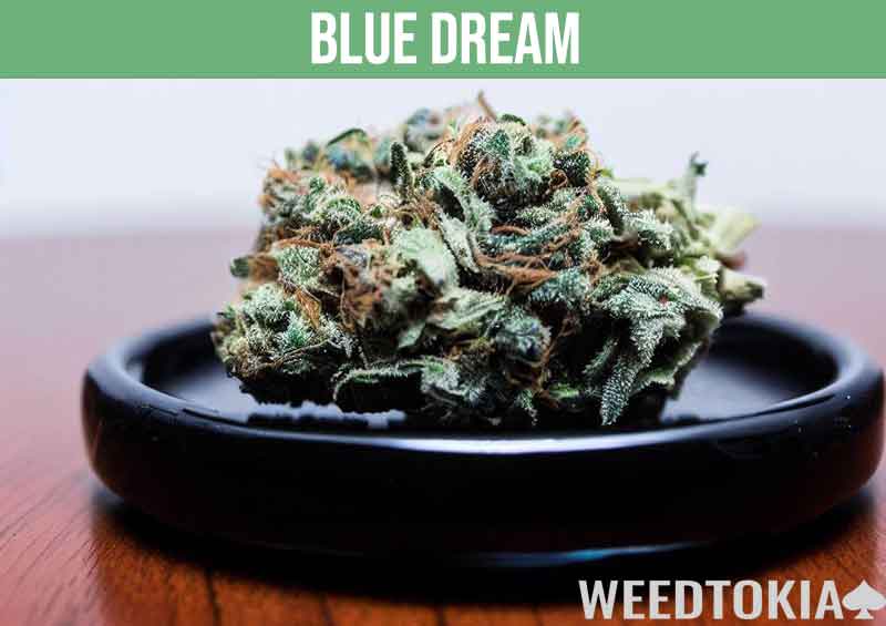 Blue Dream bud on a small black plate