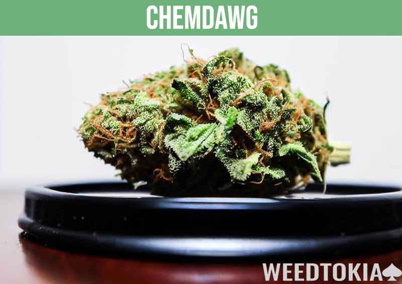 Chemdawg strain on a mahogany desk