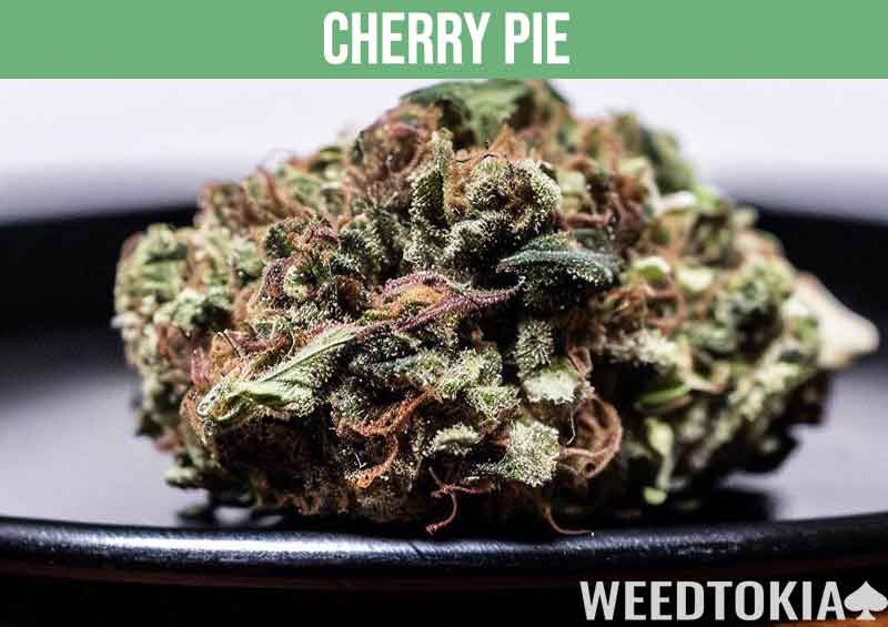 Cherry Pie marijuana strain on small plate