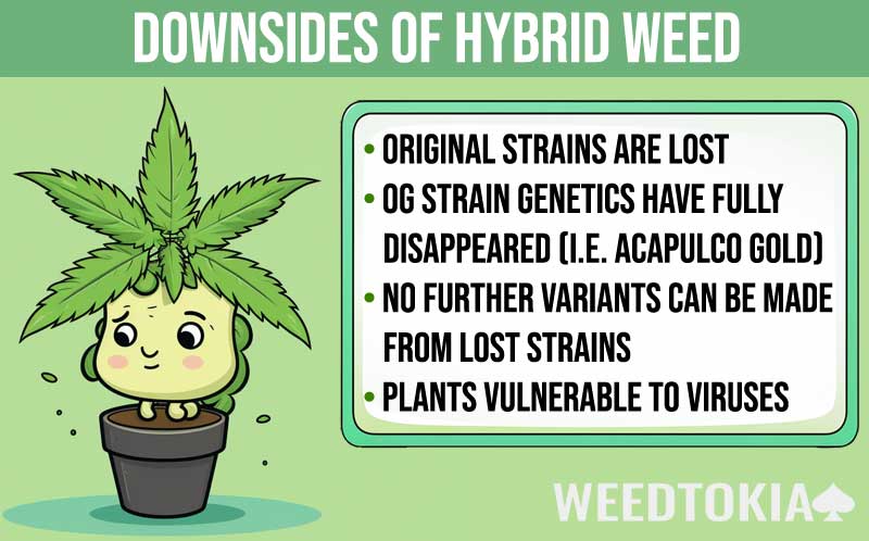 Downsides of hybrid marijuana with sad plant infographic