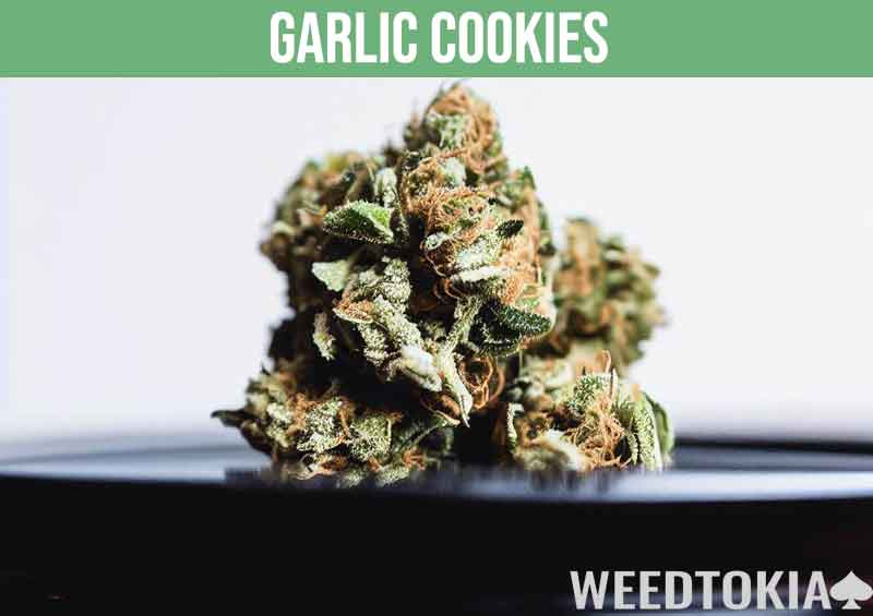 Garlic Cookies weed strain