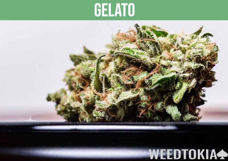 Gelato marijuana strain on a black plate