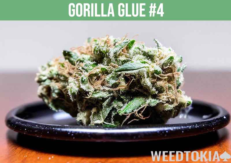 Gorilla Glue number 4 potent weed strain