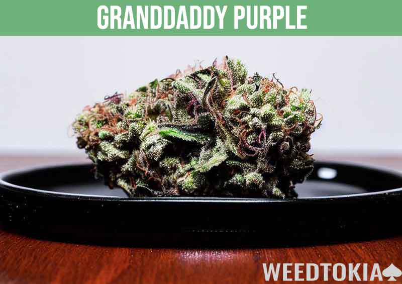 Granddaddy Purple weed strain on a mahogany desk