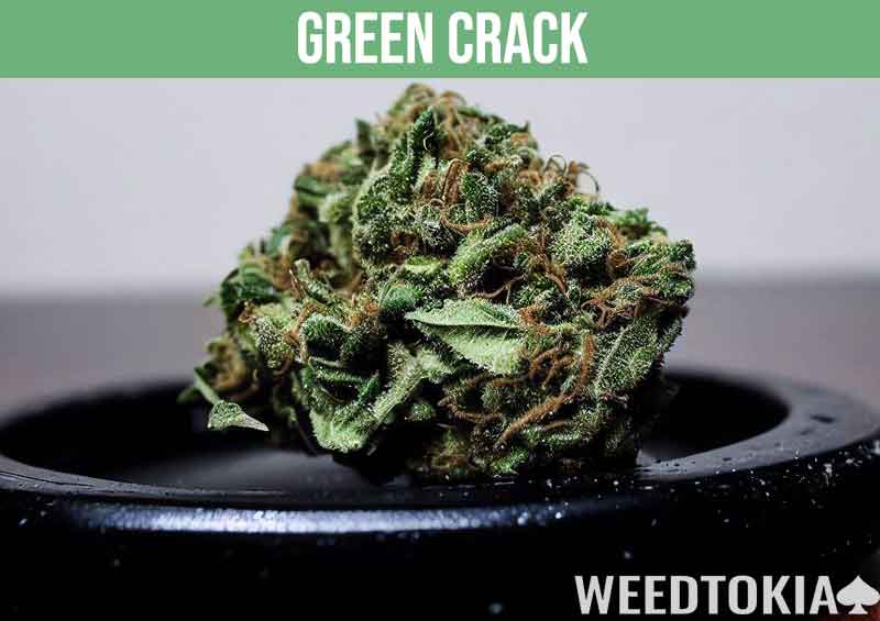 Green Crack marijuana strain on a black plate