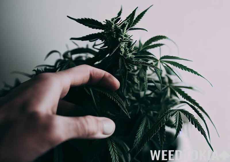 Hand touching a beautiful organic marijuana plant