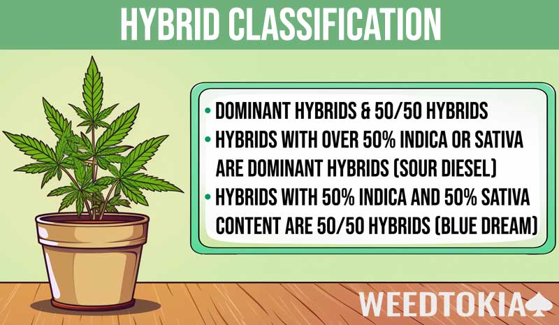 Hybrid classification with dominant and 50/50 hybrids infographic