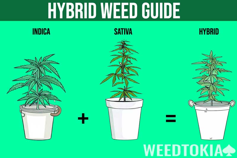 Hybrid weed meaning infographic