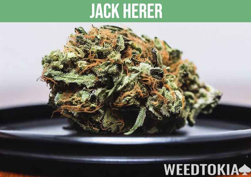 Jack Herer weed strain on a black plate