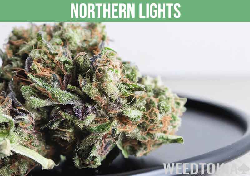 Northern Lights, a high-THC hybrid