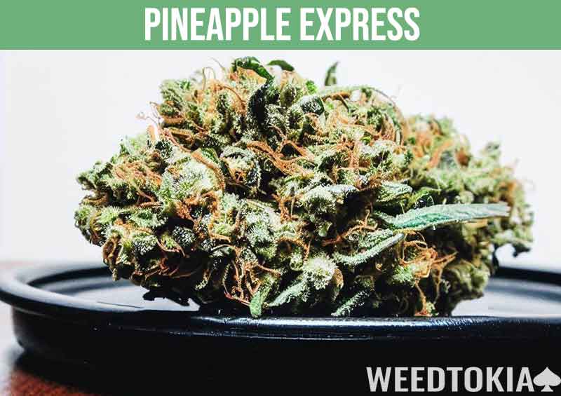 Pineapple Express weed strain with beautiful flavors