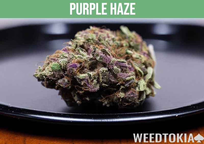 Purple Haze marijuana strain