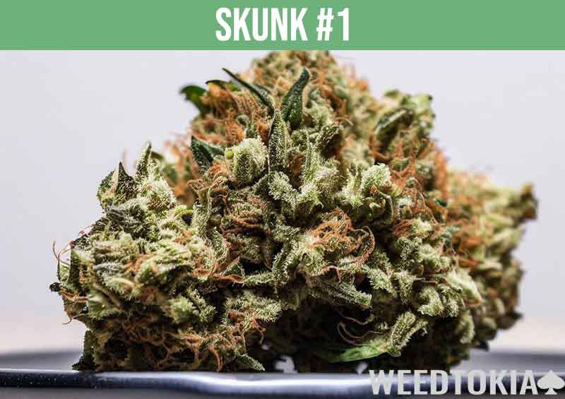 Skunk #1, a potent hybrid