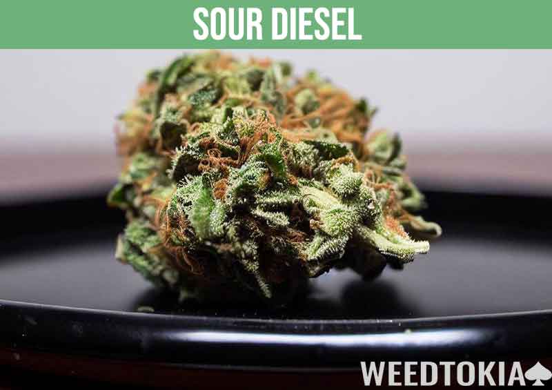 Sour Diesel bud on a small plate