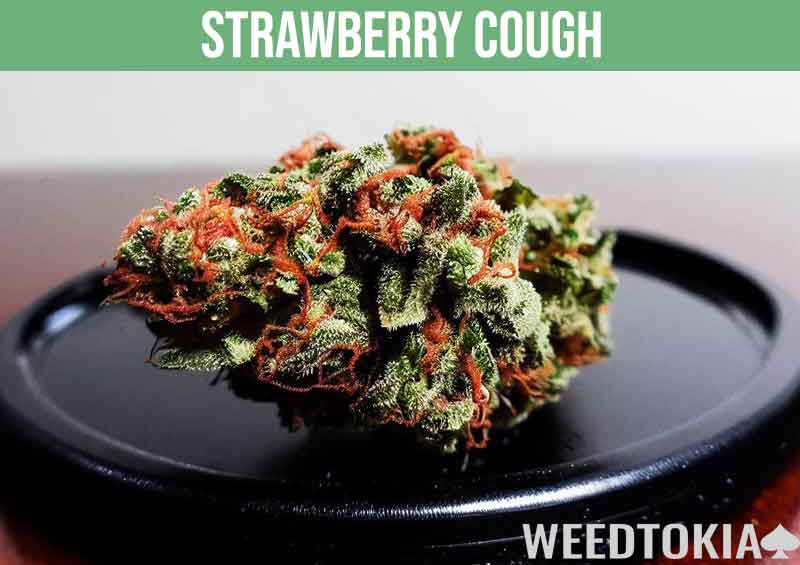 Strawberry Cough weed strain on a black plate