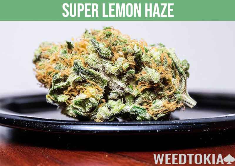 Super Lemon Haze bud with orange hairs