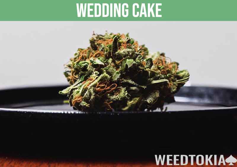 Wedding Cake marijuana strain bud on a table
