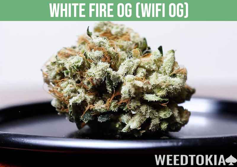 White Fire OG or WiFi OG marijuana strain