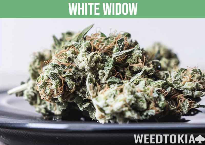 White Widow, popular hybrid strain