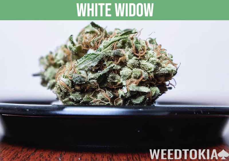 White Widow weed strain on a mahogany desk